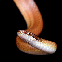 Pine Woods Snake