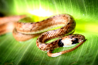 Florida Brown Snake